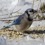 Blue Jay by Mark Welter