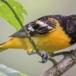 Baltimore Oriole Photo by Mike Timmons