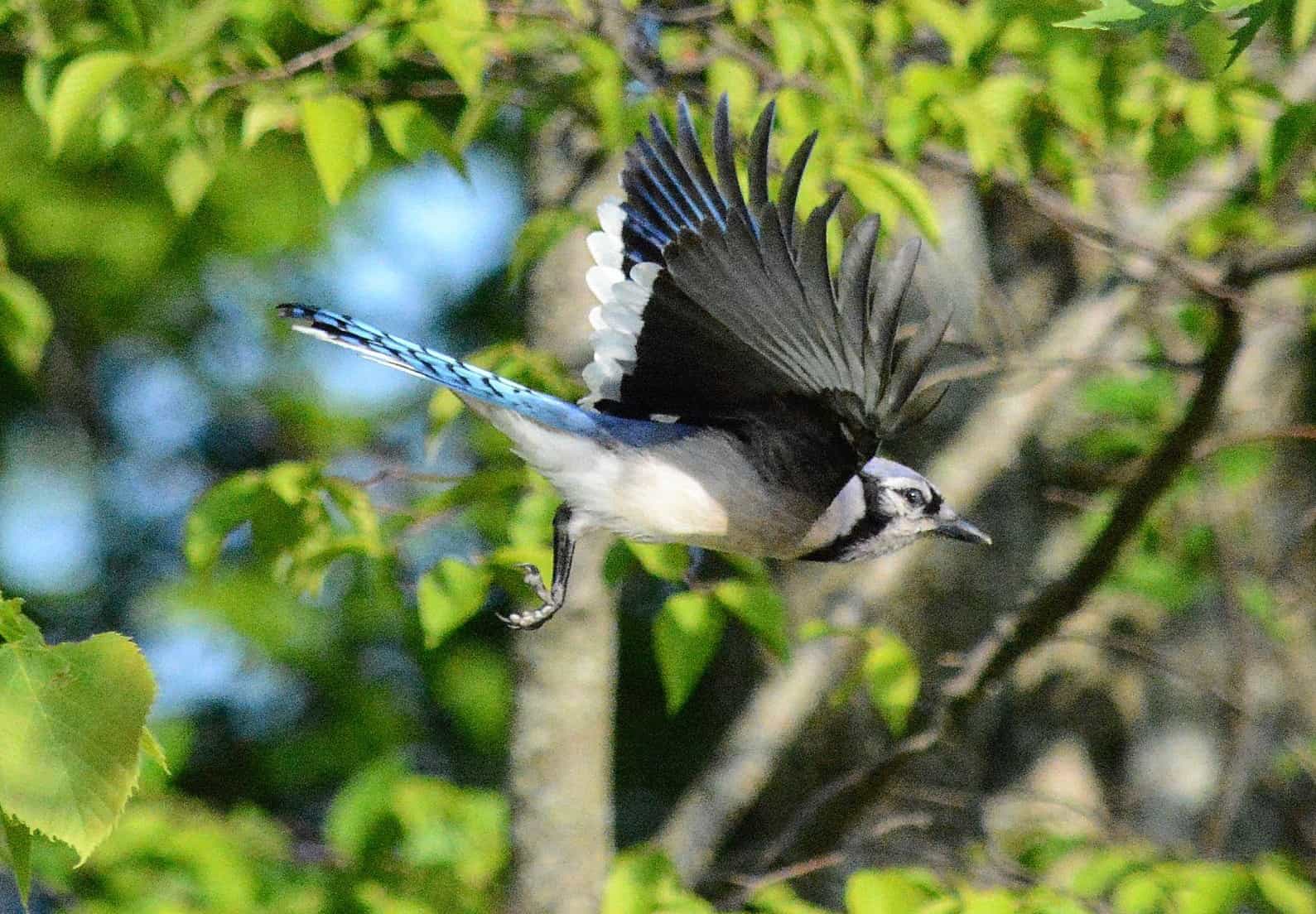 Blue Jay photo by Logan Howard