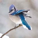 Blue Jay by Jason Jablonski