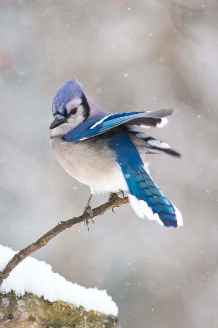 Blue Jay by Jason Jablonski