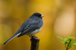 Dark Eyed Junco Mike Bourdon