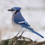 Blue Jay photo by - Dave Fox