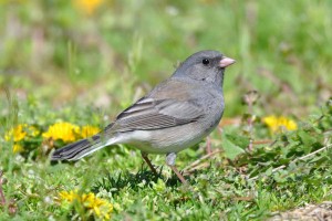 Junco Dark Eyed Dave Fox