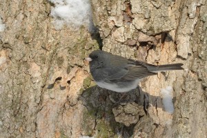 Junco Dark Eyed Dave Fox2