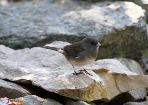Dark-eyed Junco by Charles & Sharon Sorenson