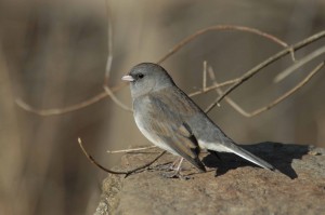 Female Dark-eyed Junco by Charles & Sharon Sorenson