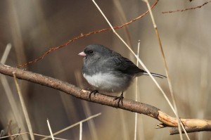 Female Dark-eyed Junco by Charles & Sharon Sorenson