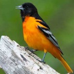 Baltimore Oriole Photo by Dave Fox