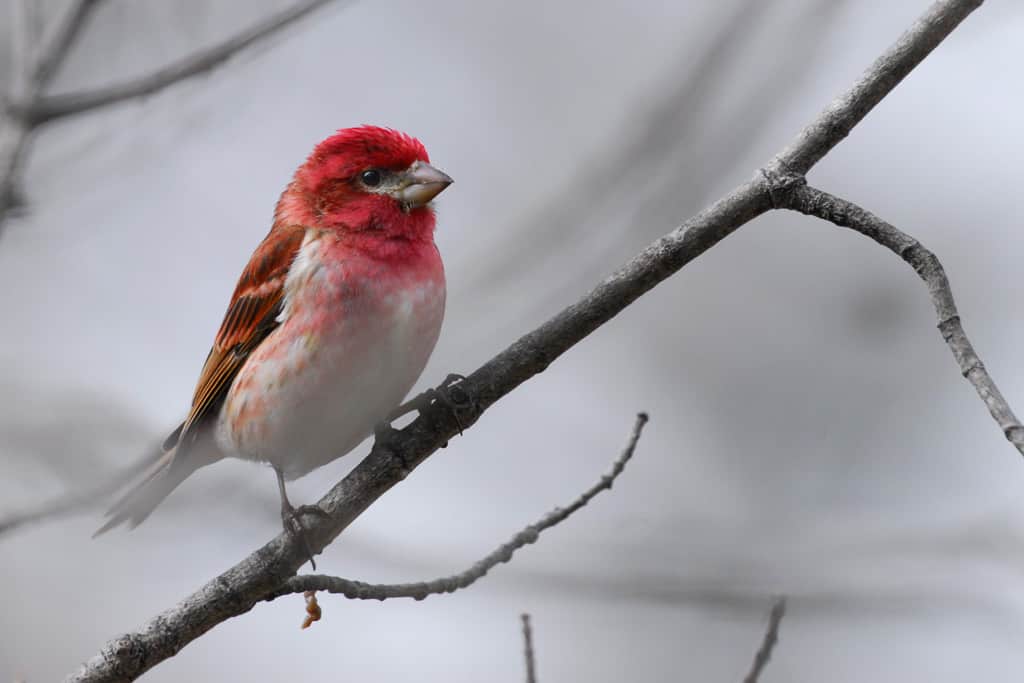 Purple Finch