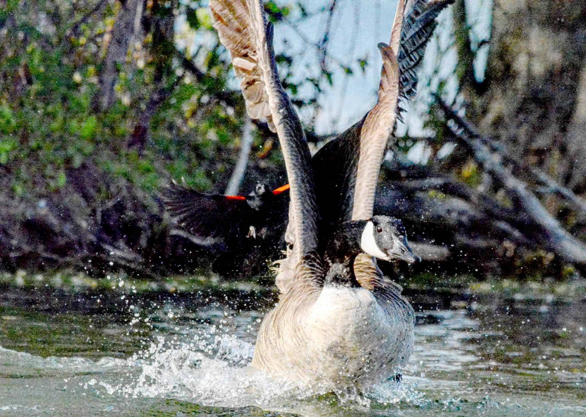 Red-winged Blackbird Photo by Logan Howard