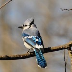 Blue Jay photo by Charles and Sharon Sorenson
