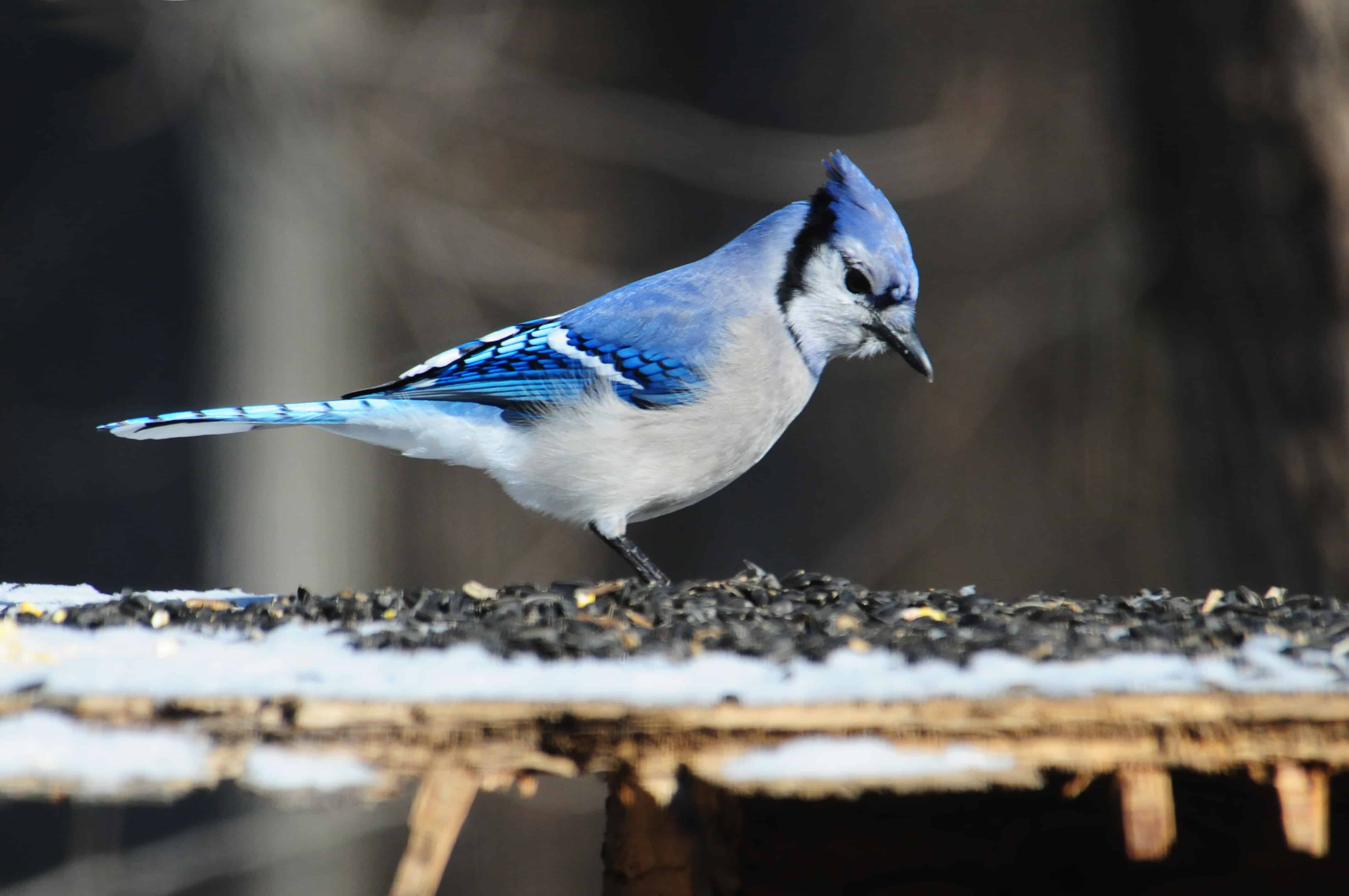 Blue Jay photo by Charles and Sharon Sorenson
