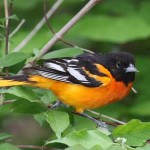 Baltimore Oriole Photo by Charles and Sharon Sorenson