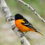 Baltimore Oriole Photo by Charles and Sharon Sorenson