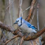 Blue Jay by Jeff Timmons