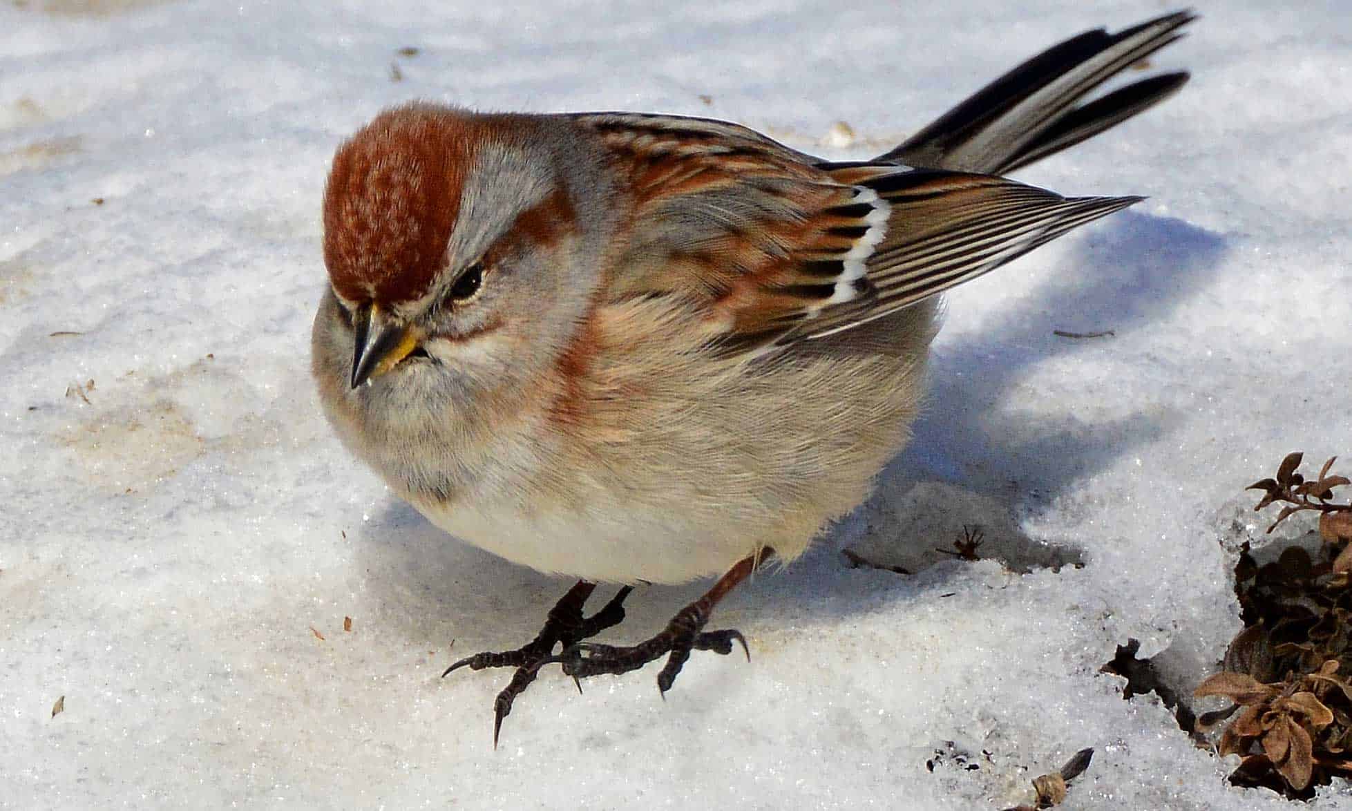 American Tree Sparrow by Shari Burnett