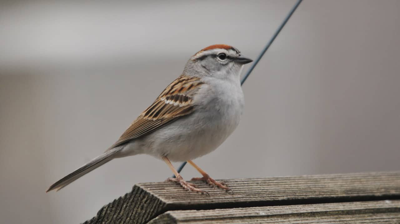 Chipping Sparrow by John Harley