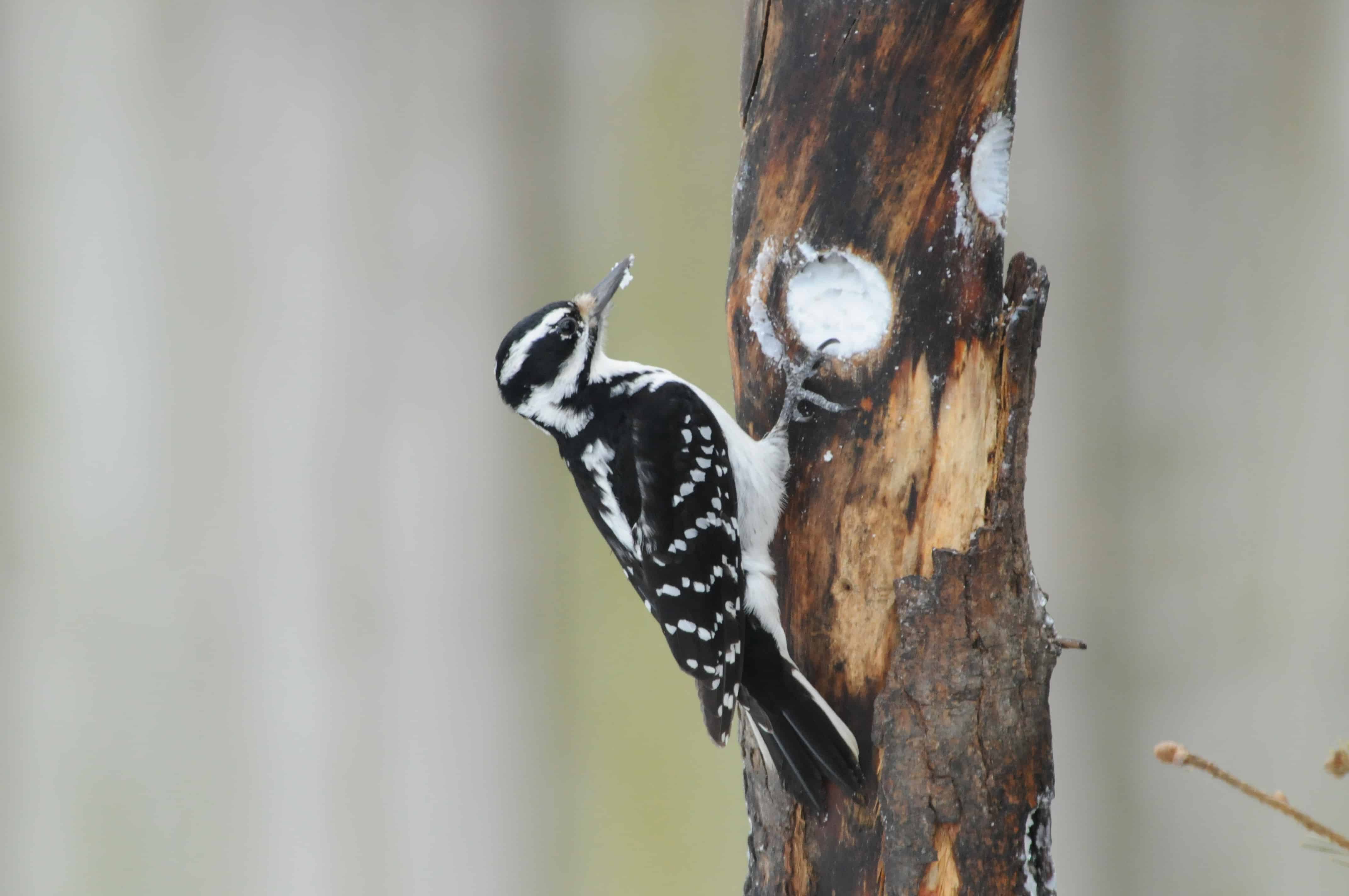 Hairy Woodpecker by Charles and Sharon Sorenson