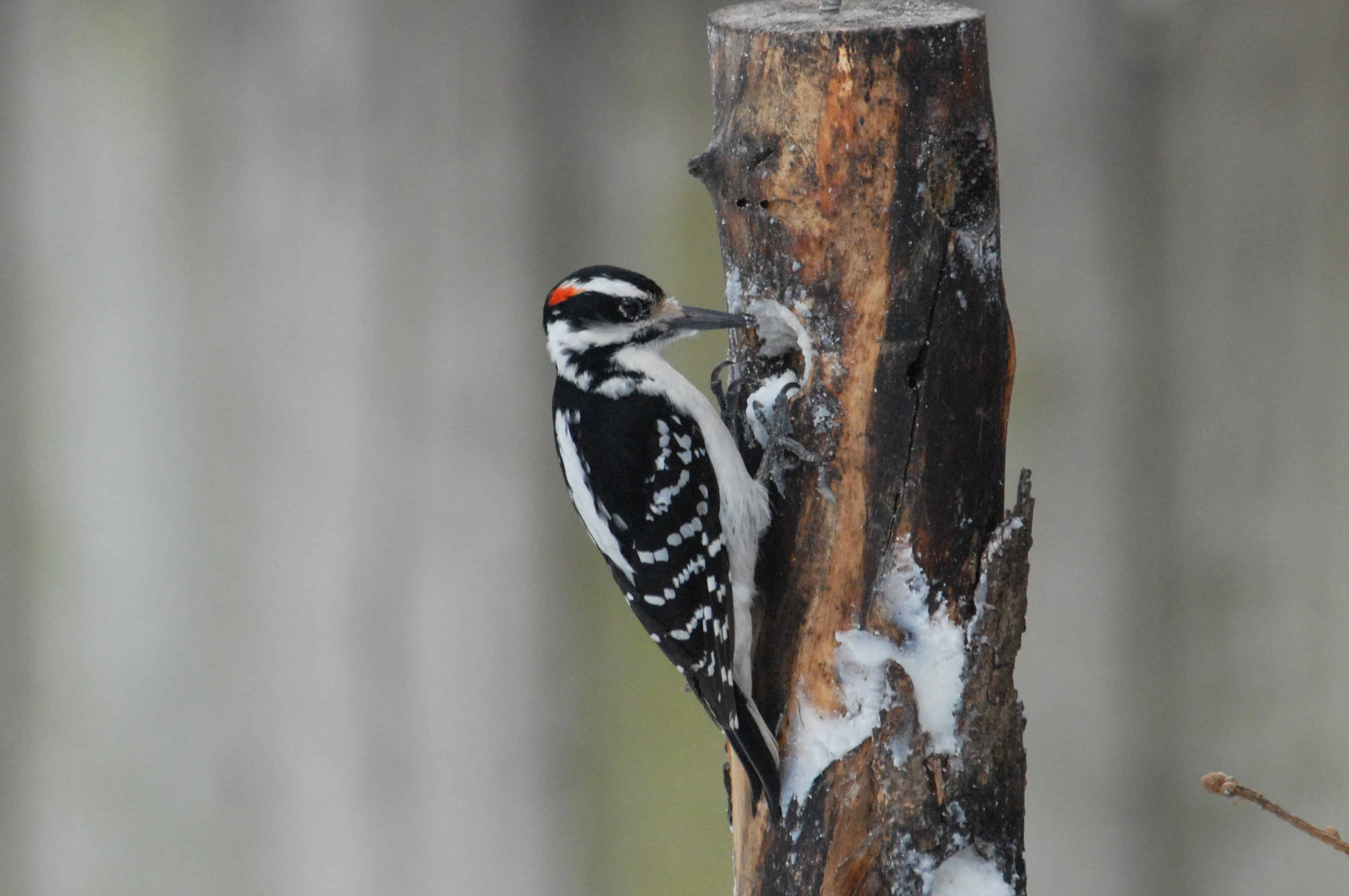 Hairy Woodpecker by Charles and Sharon Sorenson