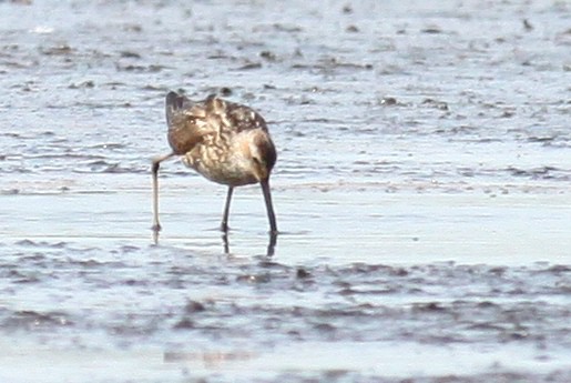 Stilt-Sandpiper-Photo-by-Ryan-Sanderson