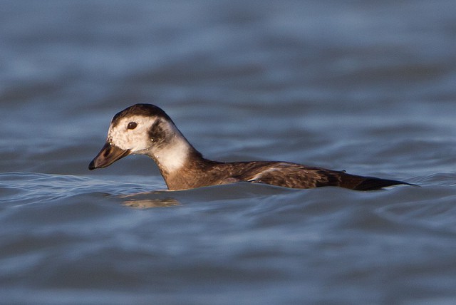 Long-tailed Duck Photo by Ryan Sanderson