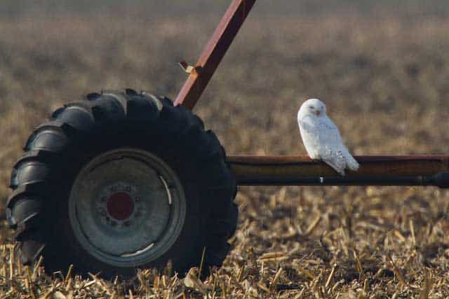 Snowy Owl Photo by Ryan Sanderson