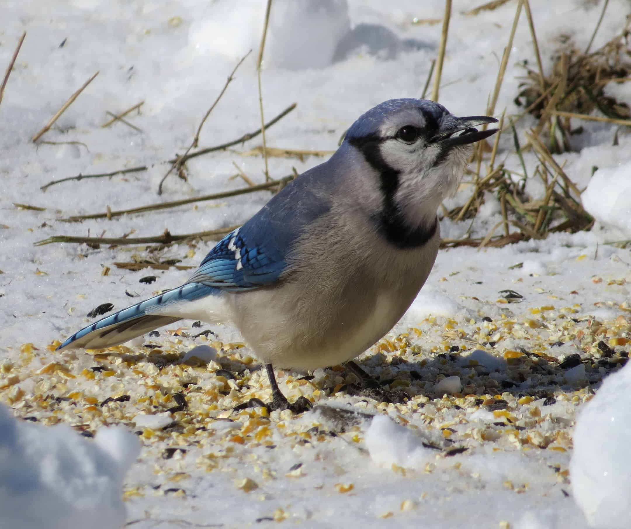 Blue Jay photo by Mark Welter