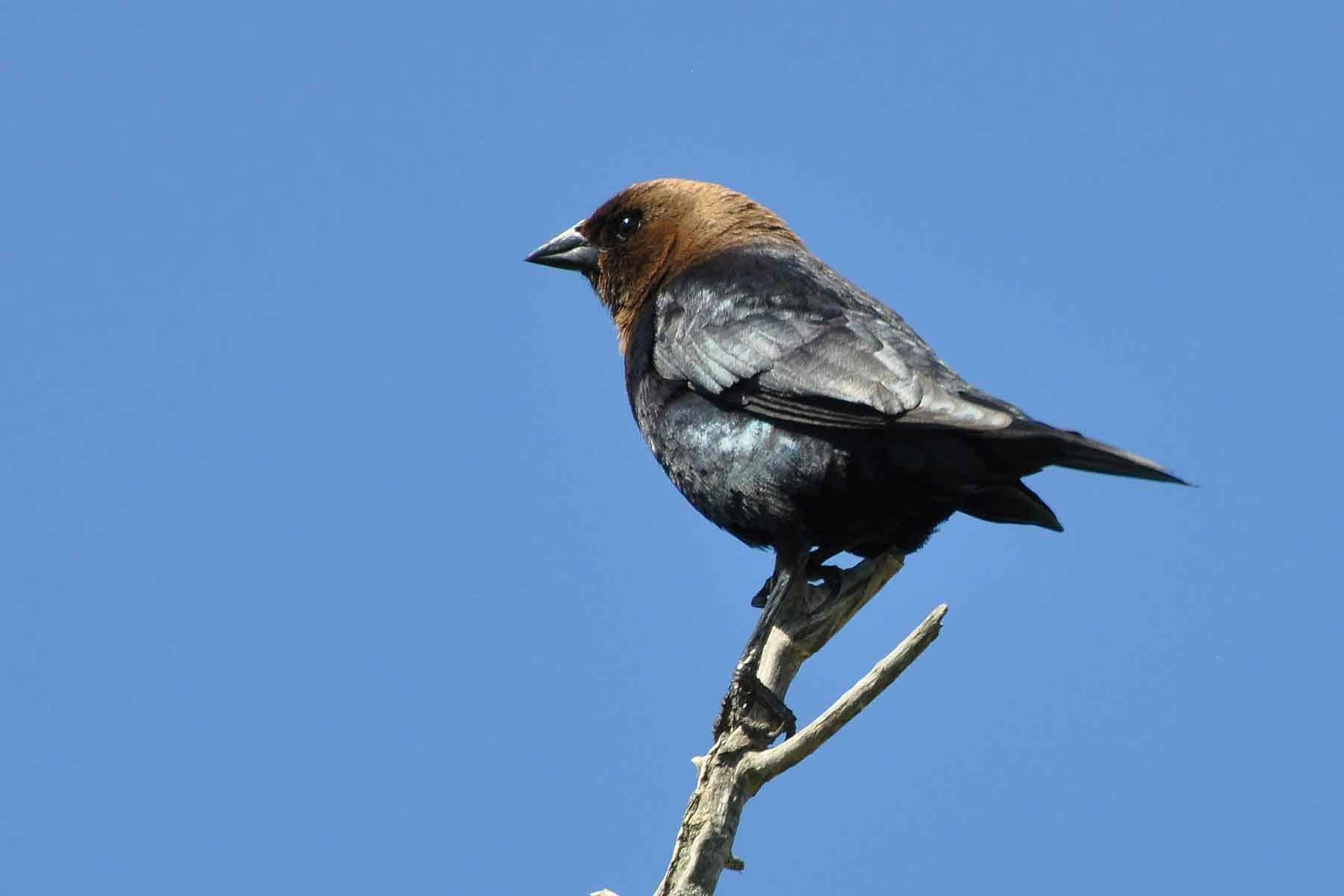 Brown-headed Cowbird photo by Dave-Fox