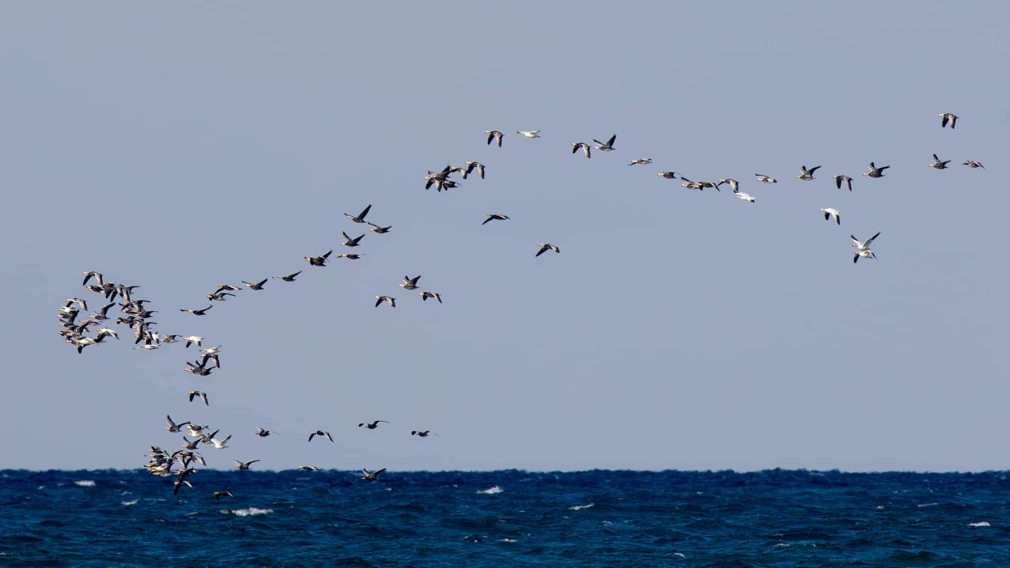 Snow Geese Photo by Ryan Sanderson