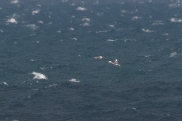 Western Grebe Photo by Ryan Sanderson