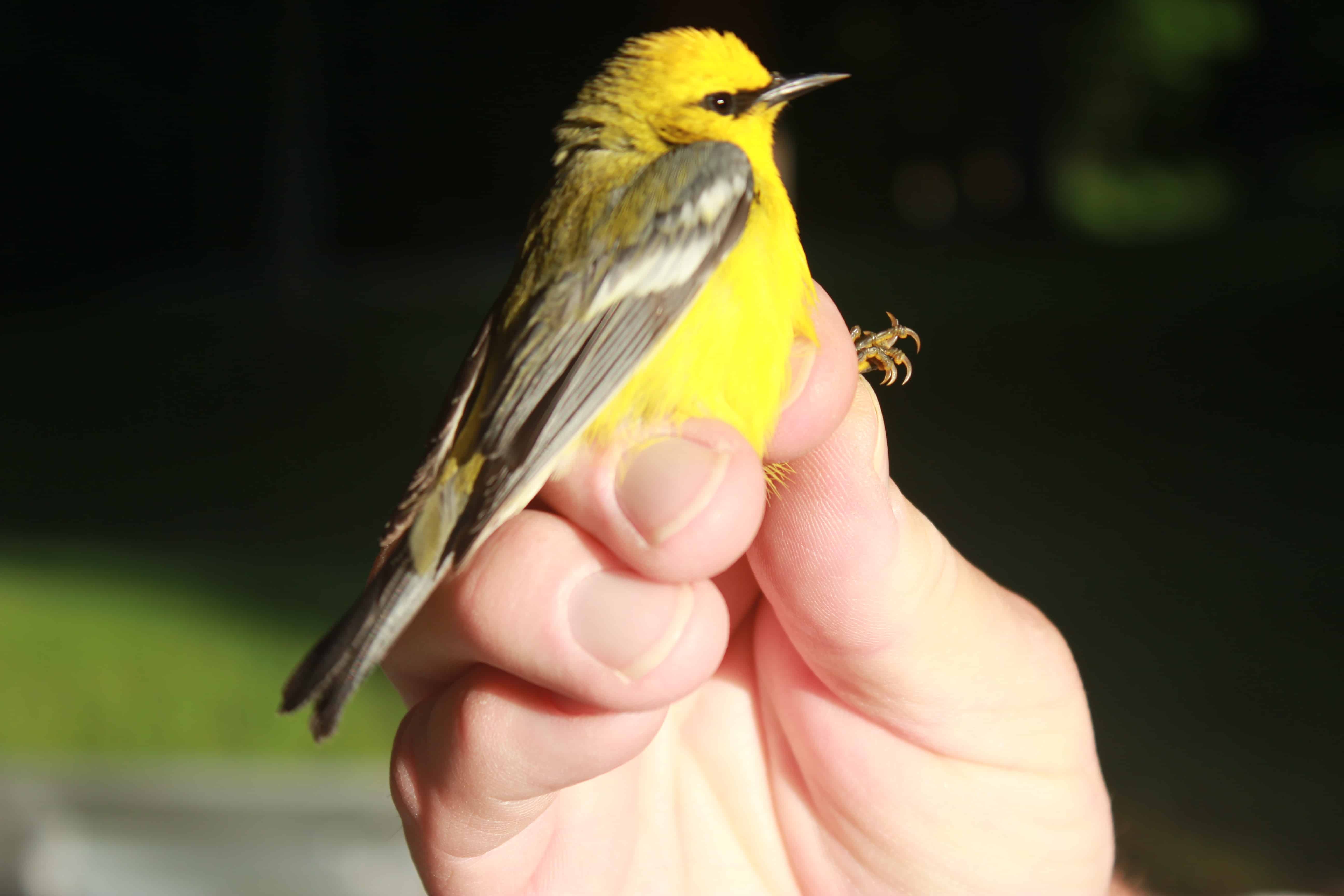 Blue-winged Warbler at the MGBS