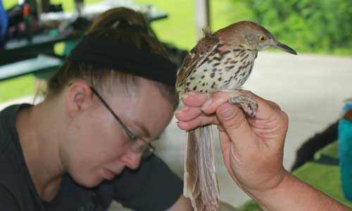 Brown Thrasher