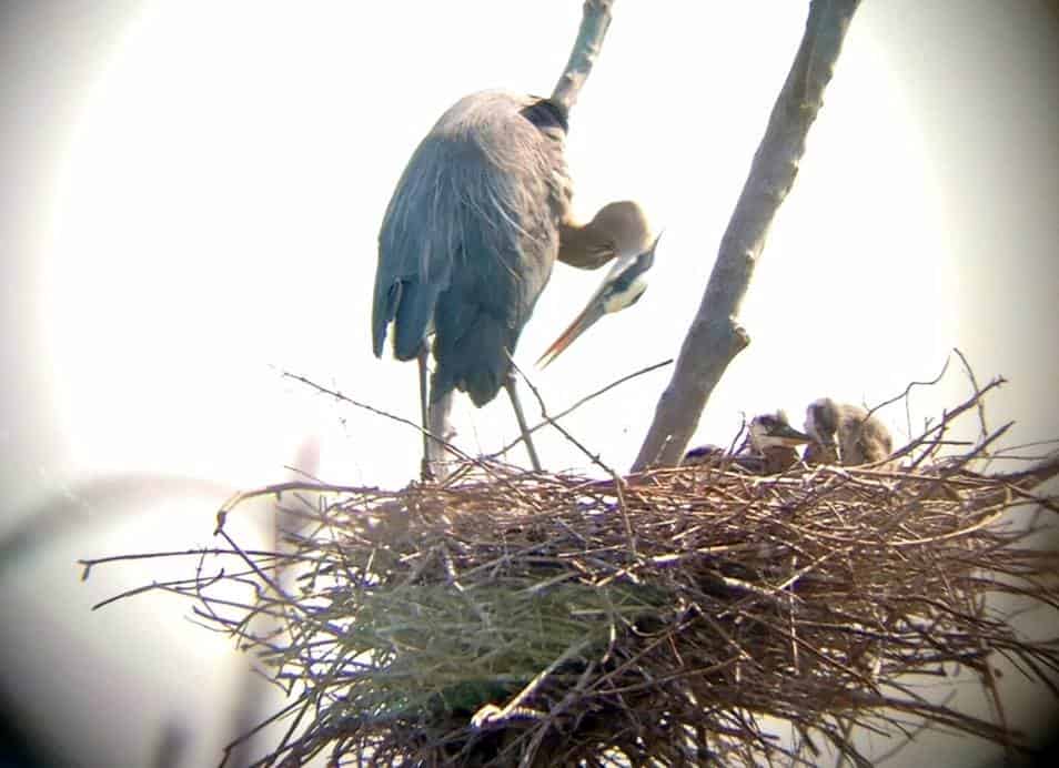 Great Blue Heron