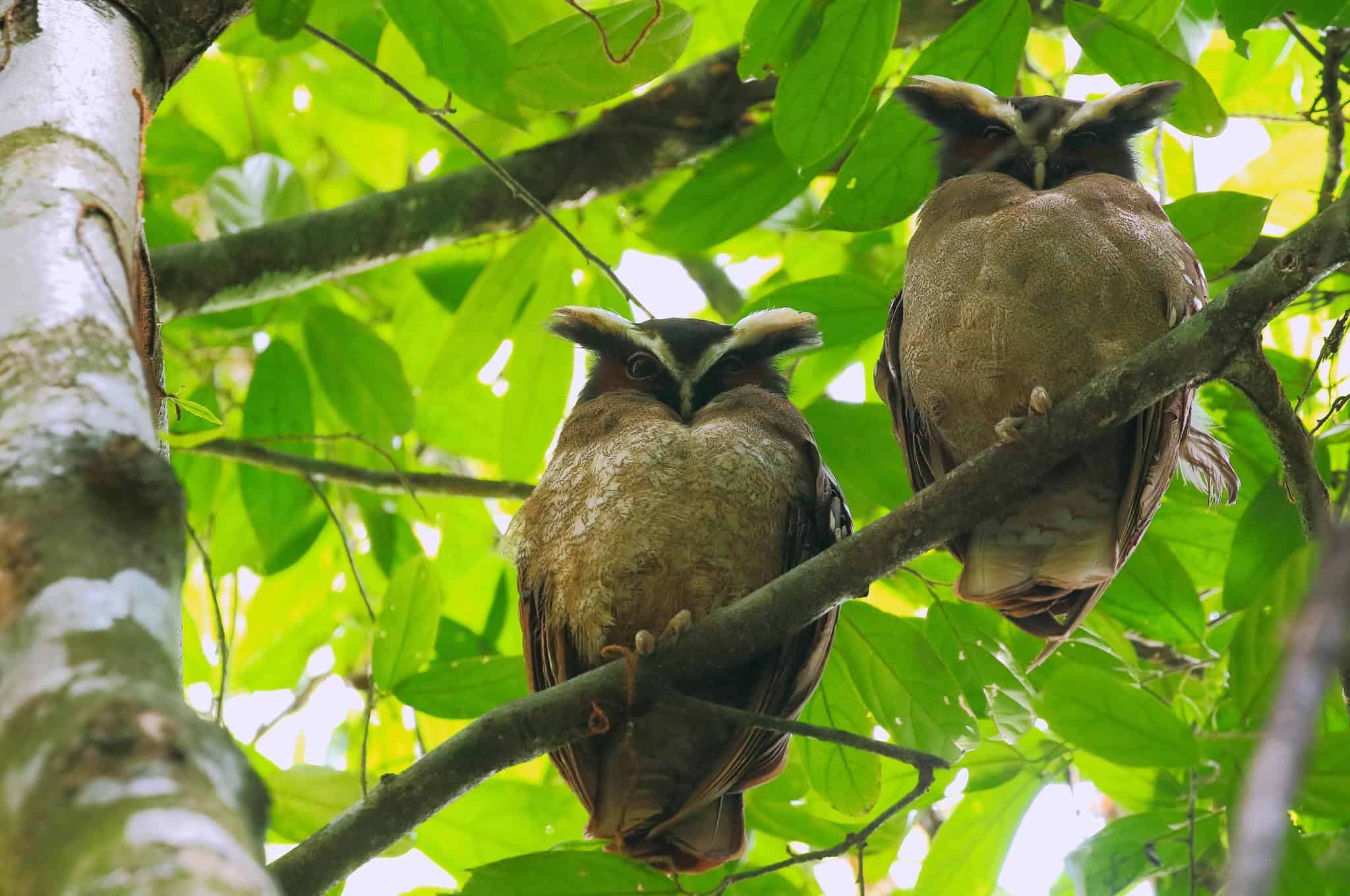 Crested Owls at Pico Bonito Lodge
