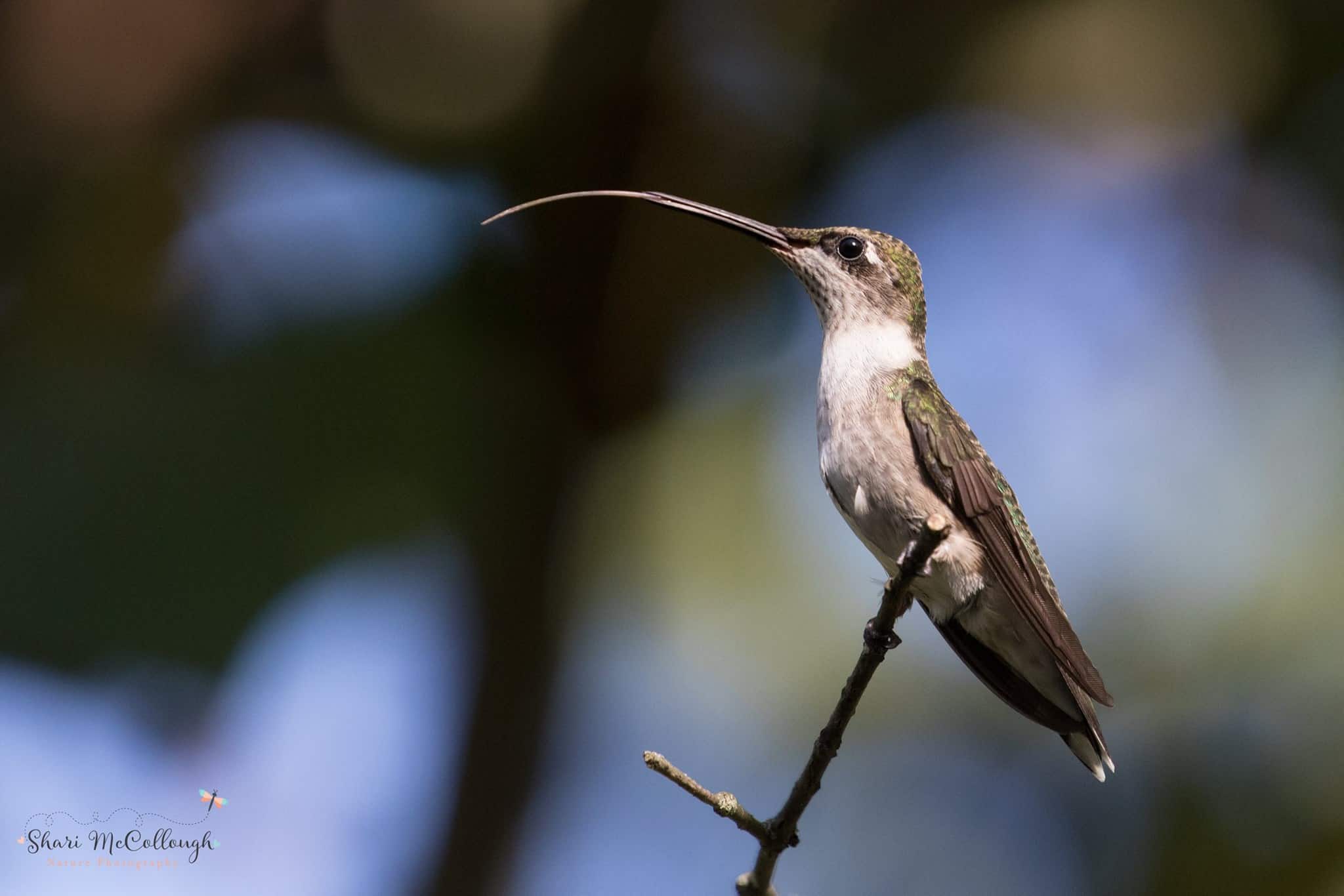 Ruby-throated Hummingbird