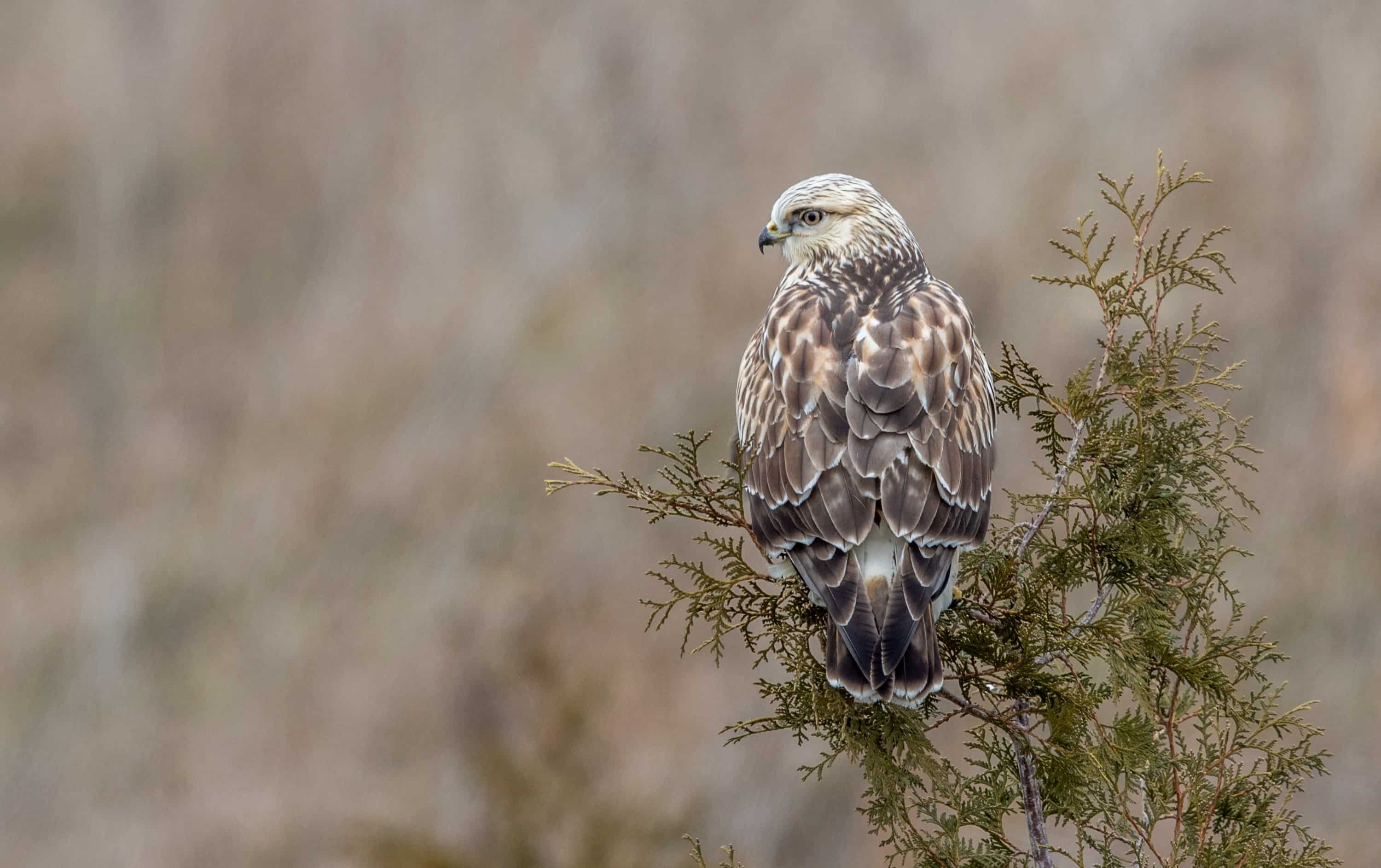 Rough -legged Hawk by Jeff Timmons