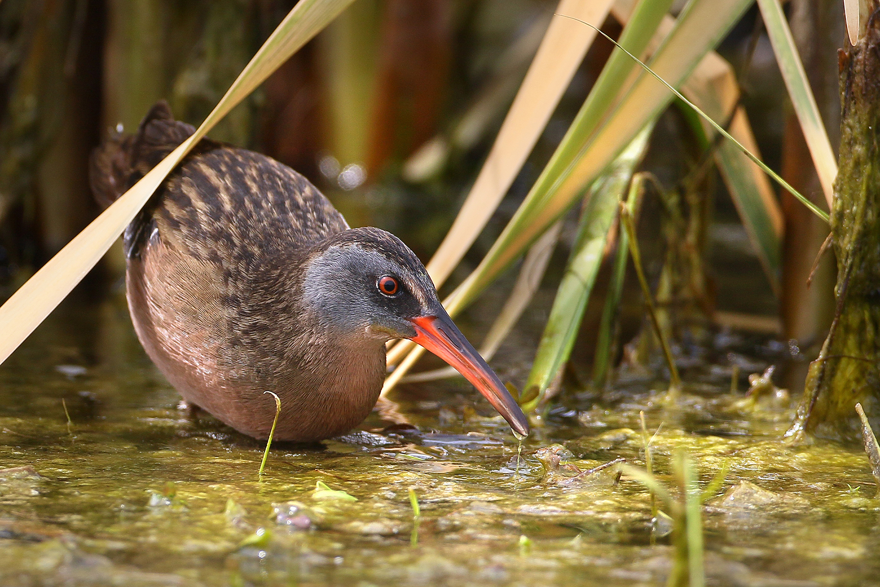 Virginia Rail
