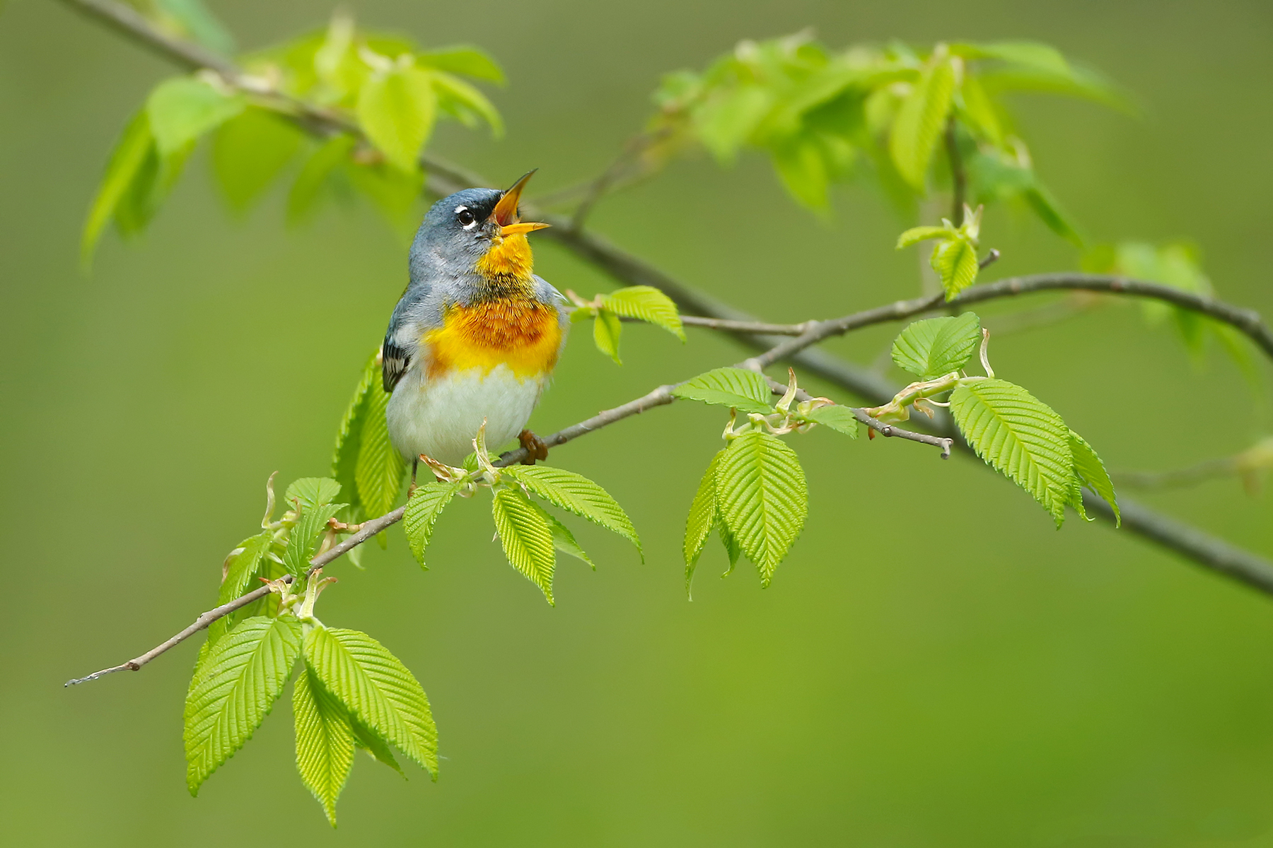 Northern Parula