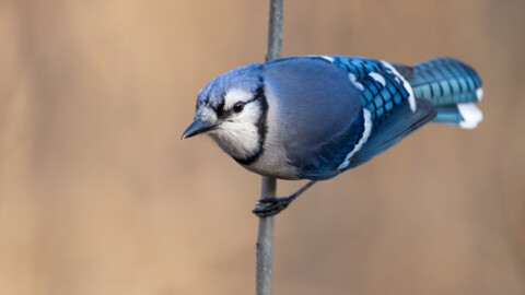 Blue Jay