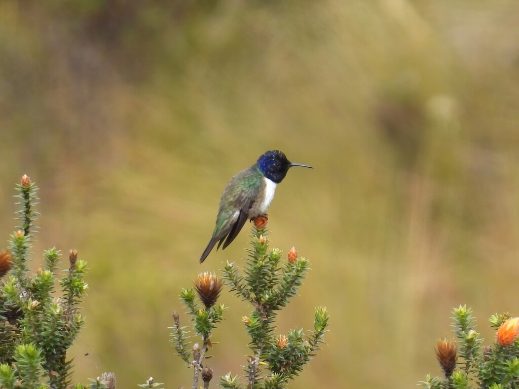 Ecuadorian Hillstar perched on a shrub. Photo by Jenny Young.