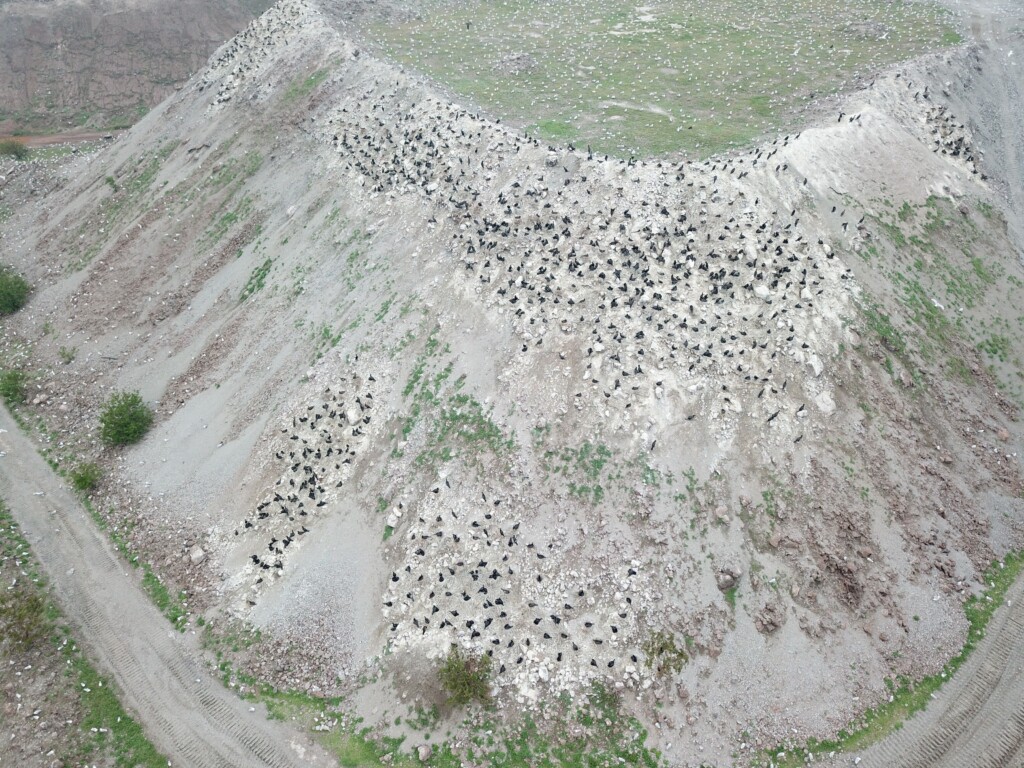 Cormorants in the Wreck